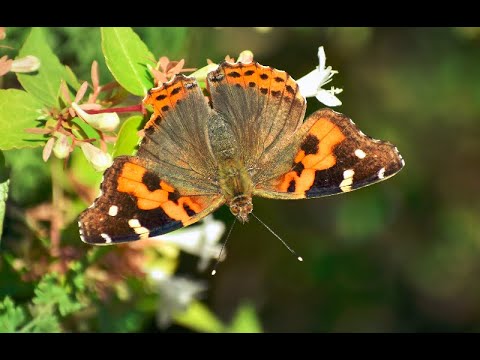 इंडियन रेड एडमिरल: प्रकृति की लाल-काली कलाकृति और बाग़ों की शोभा