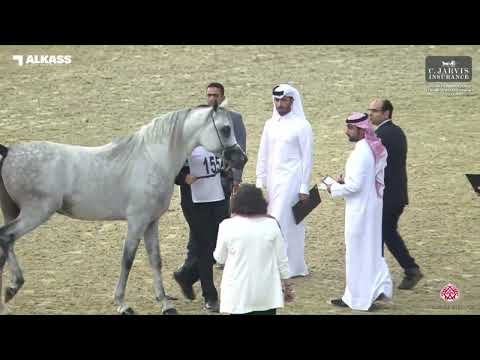 N 155 ASAYEL FARES   Qatar Peninsula AHS for Individual Owners 2023   Stallions 4 6 Years Old Class
