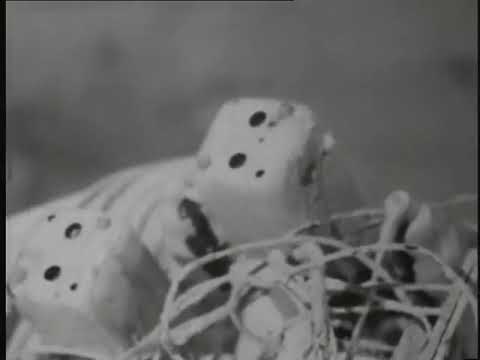 Günter Brus, Selbstverstümmelung [Αυτοακρωτηριασμός], 1965, Βιέννη. Βιντεοσκόπηση: Kurt Kren. 