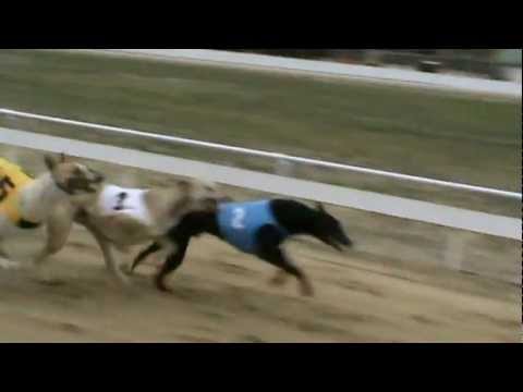 2012.04.14. Alsónémedi Greyhound 2. 475m