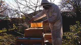 In England, a buzzing business for Syrian refugee beekeeper