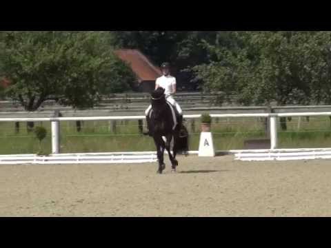 FRANZISKUS & Ingrid Klimke - 2. Sichtung zur WM Junge Dressurpferde 2014