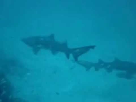 Proteus Wreck Sharks (August 2007)