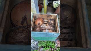 Download lagu #lovesong #worldnaturebeauty #fifamusic #music #naturebeautymusic #manaf #bee mp3