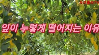잎이 누렇게 떨어지는 이유