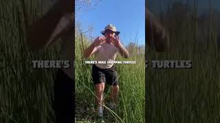 There's HUGE Snapping Turtles! #shorts #funny