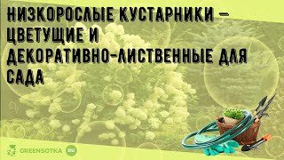 Низкорослые кустарники — цветущие и декоративно-лиственные для сада