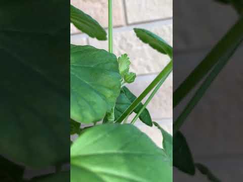 秋の多年生ゼラニウムの開花を延長して、色の光景を楽しむにはどうすればよいですか？  庭園