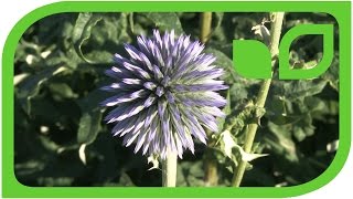 Kugeldistel Echinops ritro