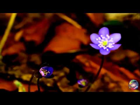 Karel Zich - Přiznávám