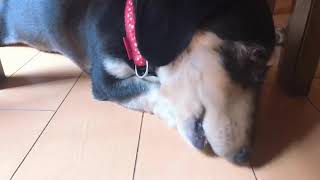 【犬/dog】愛犬ナナセ君のおやつタイム