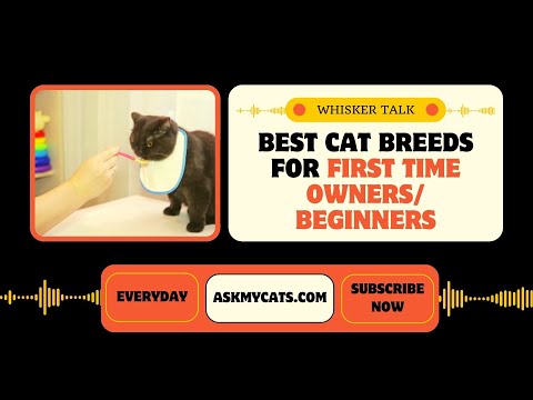 Best Cat Breeds For First Time Owners/Beginners