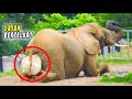 WOW Unexpectedly This Is How The Most Unique Animal Birth Process Works Elephants Giving Birth