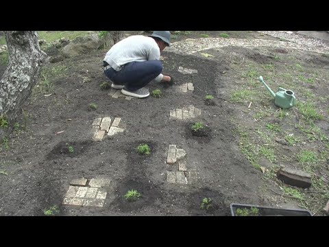 ローマンカモミール 植物