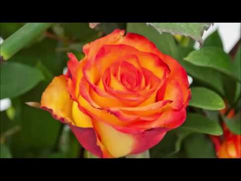 download lagu mp3 mp4 Flores A Domicilio Bogota, download lagu Flores A Domicilio Bogota gratis, unduh video klip Flores A Domicilio Bogota