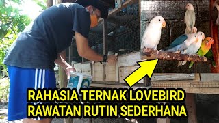 Download lagu CARA TERNAK LOVEBIRD SEDERHANA UNTUK PEMULA mp3