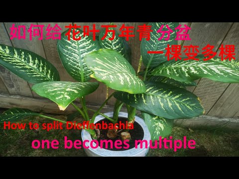 銀皇后萬年青