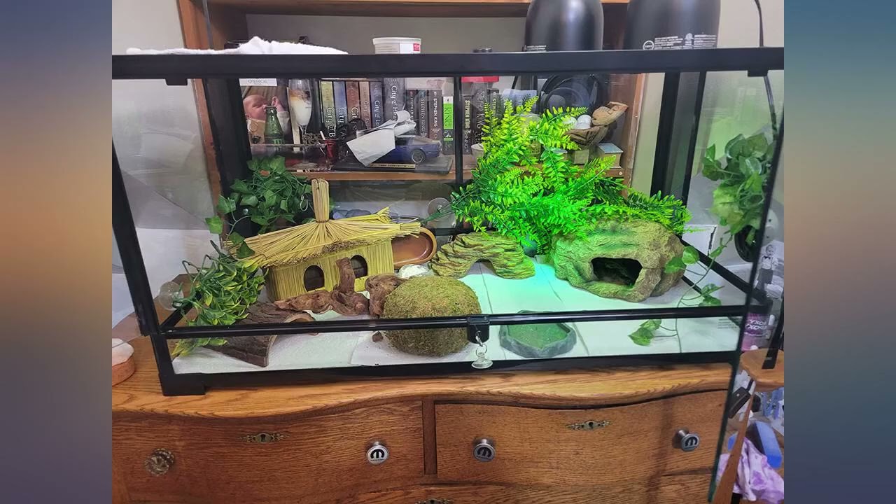 REPTI ZOO Reptile Glass Terrarium Tank Double Hinge Door with Screen Ventilation review