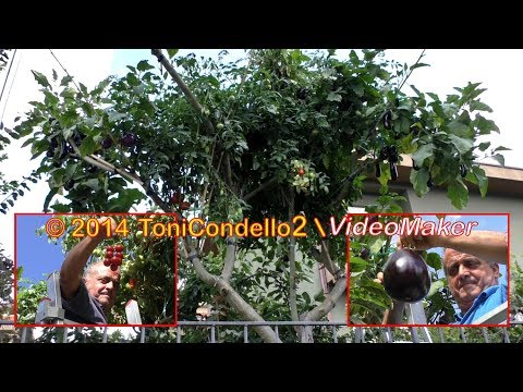 Francesco Mangano, l'uomo che si è fatto l'orto sull'albero - by ToniCondello2