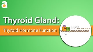 Thyroid Gland: Thyroid Hormone Function