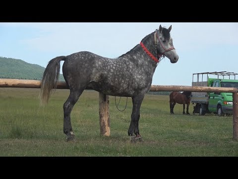 Armasar Sur | Miroslava, Iași | Proprietar Dragos | 2017