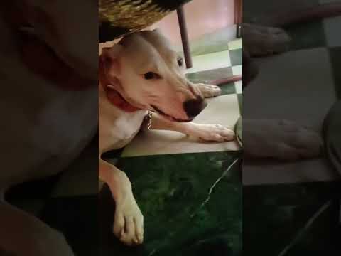 noora aggressive 😤 mood dogoargentino😍 🐕