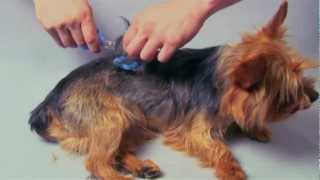 Scaredy Cut Silent Home Pet Grooming Kit for Dogs and Cats