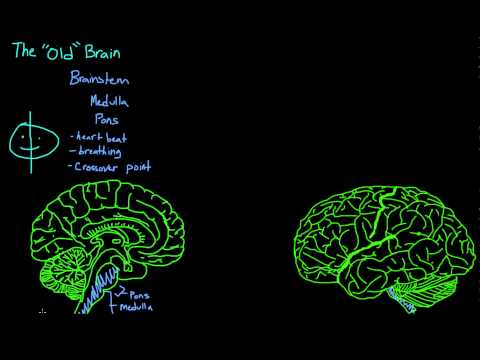 The Old Brain