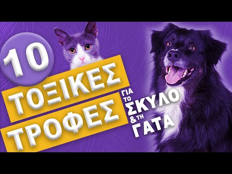 , title : '10 Τοξικές Τροφές για το Σκύλο και τη Γάτα!'