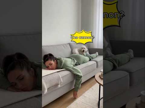 Dogs React to Fart… and It’s Hilarious 😂🐶