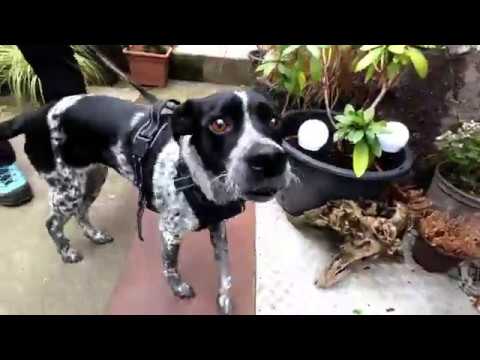 Eichelberg - Ein Berg in Bad Rotenfels ohne Ausblick?