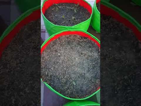 Watering for terrace gardening 10.05.2021