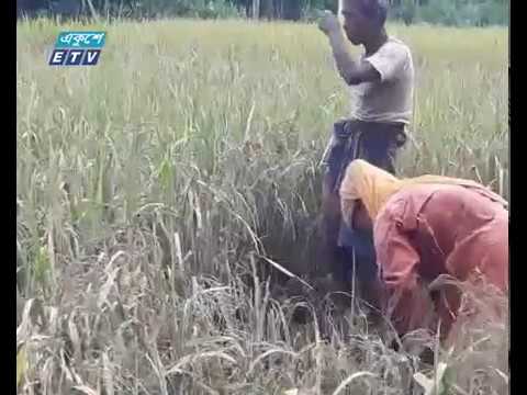 এবারের বন্যায় লালমনিরহাটে আউশের ফলন বিপর্যয়