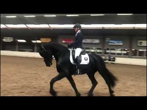 Stal Okkema's Leonardo - Markus x Eibert - Stallion - 2019 - 1.68m