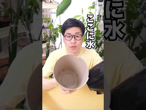 園芸 パースニップ、パステナード