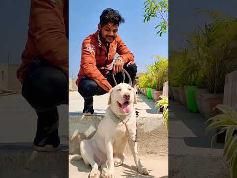 Babu i love you !!! ❤️🥰💞 !!! #shorts #status #trending #tiktok @Amaramuzikodia