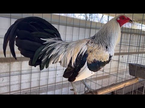 Albany Kelso Asil Sweater Roundhead SAG FARMS - Big Farm in Arkansas