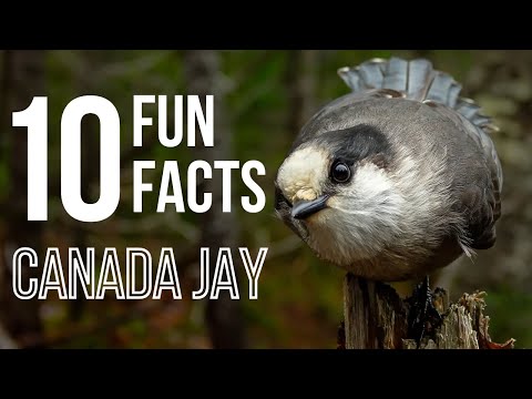 10 Fun Facts About Canada Jays AKA Gray Jays