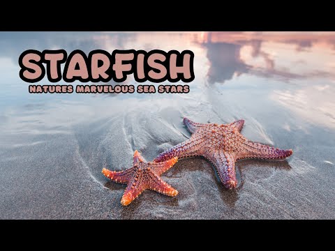 Starfish | Kids educational video