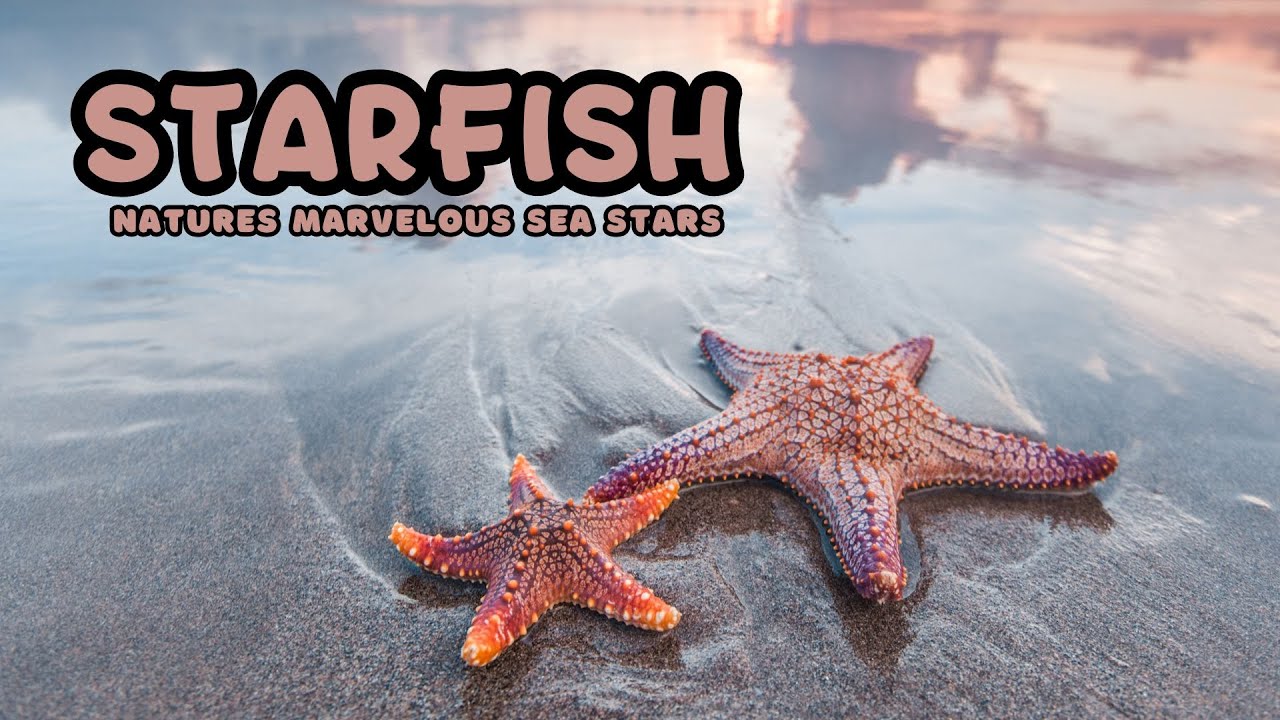 Starfish | Kids educational video