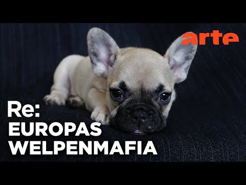 Kriminellen Welpenhändlern auf der Spur | ARTE Re: Reupload