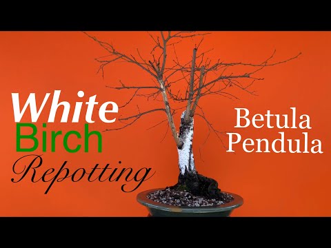 Bonsai - European White Birch / Repotting / Create a Bonsai from a Nursery Stock / February 2020