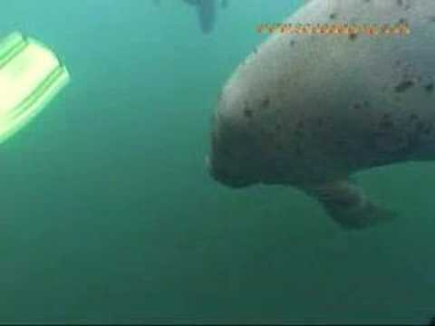 Schnorcheln mit Manatees, Homosassa Springs,Florida,USA