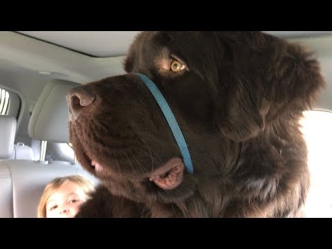 Scared Samson clings to tiny Sierra