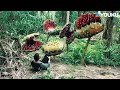 ️ Monsters Swarming On Crocodile Island Mega Crocodile YOUKU MONSTER MOVIE