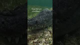 Download lagu Crocodile reacts to a splash at the surface within 50 milliseconds #shorts mp3 Download lagu Crocodile reacts to a splash at the surface within 50 milliseconds #shorts mp3