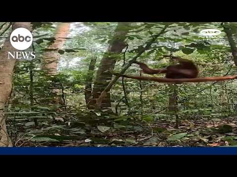 Indonesia releases orangutans in new habitat after fires burned their forest