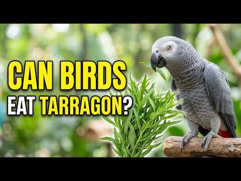 Can Birds Eat Tarragon? Benefits, Safety & How to Feed Tarragon to Parrots