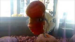 preview picture of video 'Red Dragon Flowerhorn at Chester NJ, August 2, 2014'