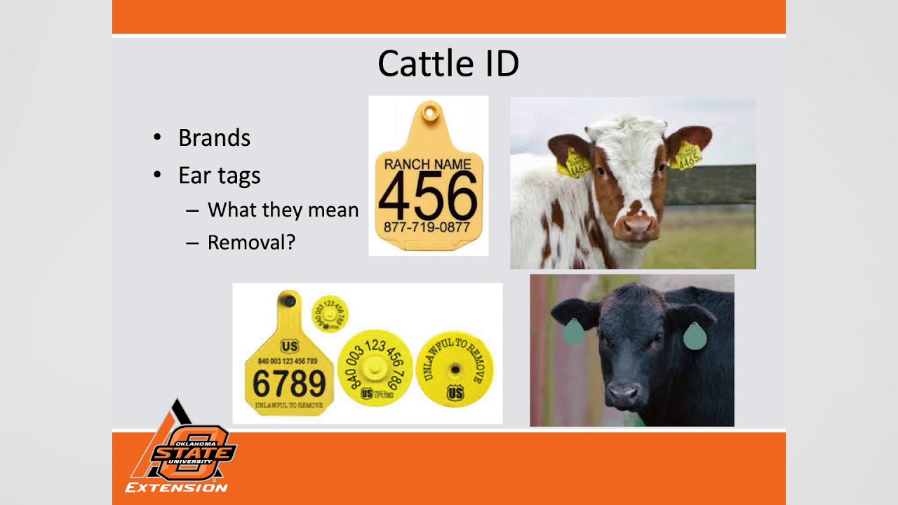 Cattle Identification